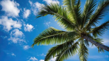 Palm tree against a bright blue sky with white clouds and natural sunlight Copy Space