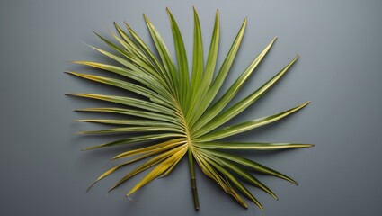 Green palm leaf with long fronds on a gray background exhibiting vibrant colors and details ideal for natural themes Copy Space