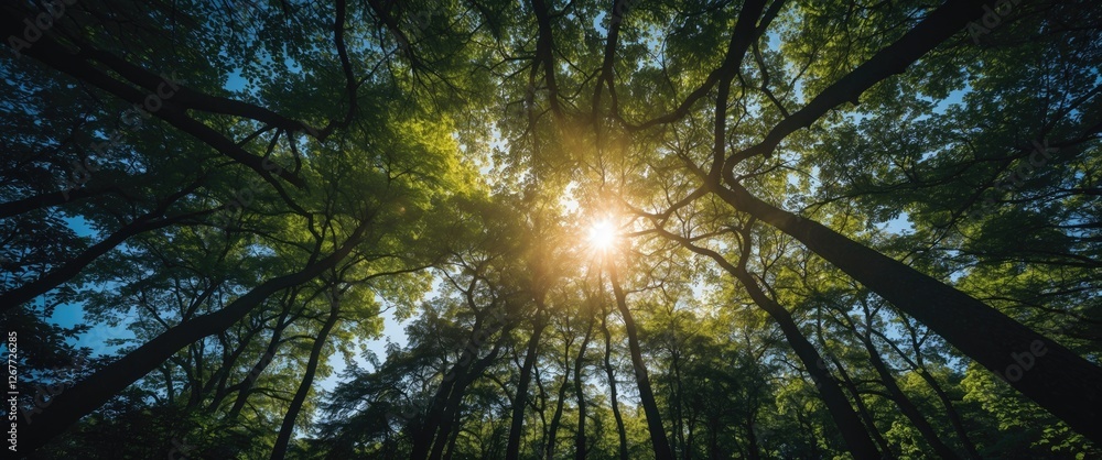 Poster looking up through a dense canopy of green leaves with sunlight filtering through the trees in a for