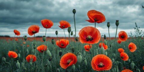 Obraz premium Vibrant field of red poppy flowers with green stems and buds under a cloudy sky with dramatic lighting and ample copy space