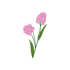 Pink forget me not flower brunch. Vector flat botanical spring illustration on isolated background