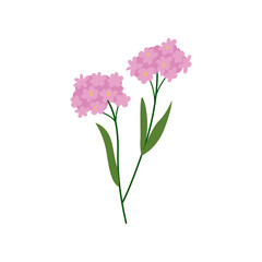 Pink forget me not flower brunch. Vector flat botanical spring illustration on isolated background