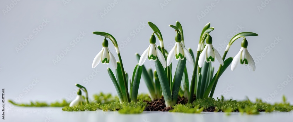 Aufkleber snowdrop flowers arranged on green moss background with soft lighting and ample copy space for text 