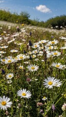 Close-up of a flower meadow in spring or summer, blue sky in the background 