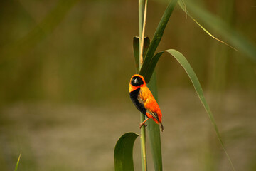 Red Bishop on reed 