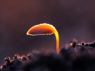Glowing Mushroom in Dark Soil
