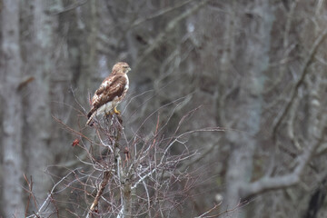 Cooper's hawk perched atop tree top. 
