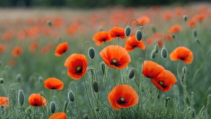 Obraz premium Field of vibrant red poppy flowers with green stems and pods in natural setting, floral landscape with Copy Space for text placement