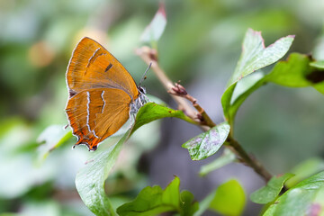 Brown hairstreak, Thecla betulae. Orange butterfly on a green plant.