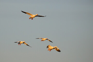 Canadian snow geese landing in farmer's gleaning field in the late evening golden hour light. 