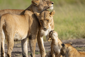 lion family