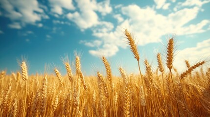 Golden wheat field swaying under summer sky with clouds