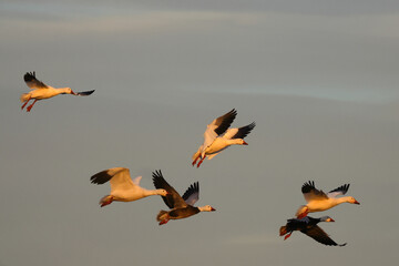Canadian snow geese landing in farmer's gleaning field in the late evening golden hour light.  © Mark