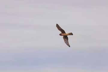 Northern harrier inflight. 