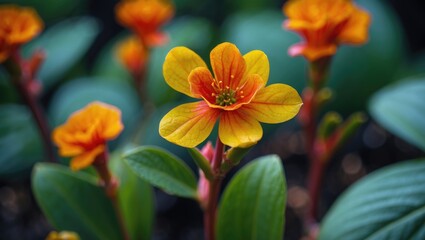 Close-up of vibrant orange and yellow flower with green leaves in soft focus background ideal for botanical and nature themes Copy Space