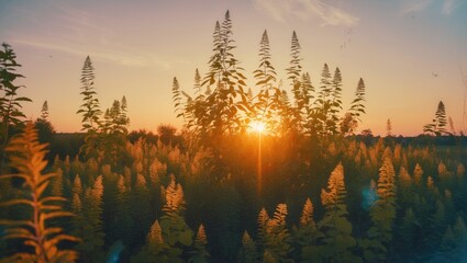 Sunset over a field of tall plants with sun rays illuminating the scene and a clear sky in the background Copy Space