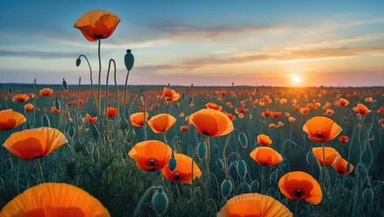 Fototapete Rund Vibrant orange poppy flowers in a lush field at sunset against a clear sky with copy space for text © AIArtistry