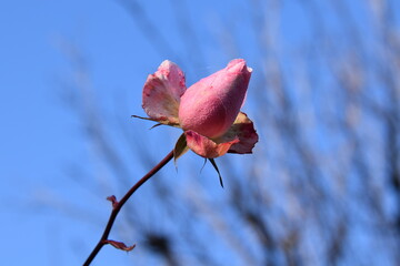 Fototapeta premium pink rose buds