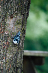 Nuthatch look around on the tree