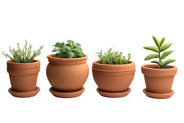 Obraz premium green plant in a pot