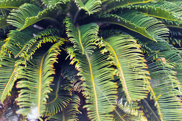 Les feuilles du cycas en gros plan en Martinique.