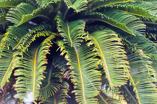 Les feuilles du cycas en gros plan en Martinique.