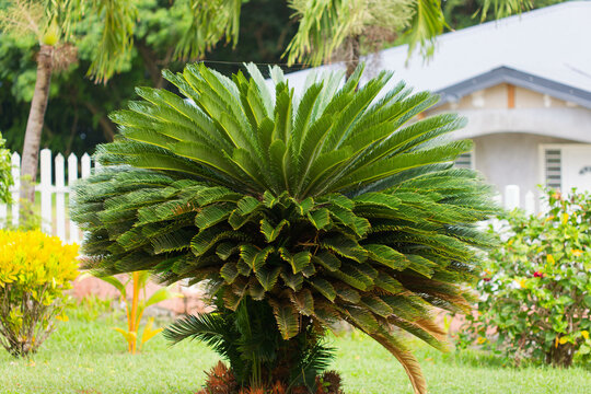 Les tr&egrave;s grandes feuilles du cycas en Martinique.