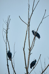 Black vulture