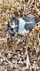 A cat resting among dried plants