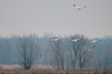 Flying snow goose
