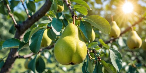 Green pears on a tree branch surrounded by foliage with sunlight in the background and copy space for text