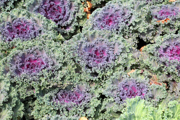 Ornamental cabbage is used for landscaping