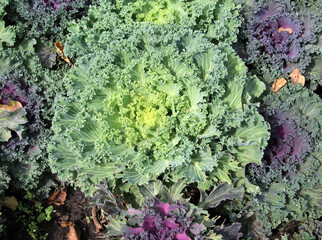 Ornamental cabbage is used for landscaping
