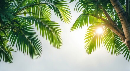Tropical palm tree leaves with sunlight filtering through, creating a natural frame, soft background with copy space for text.