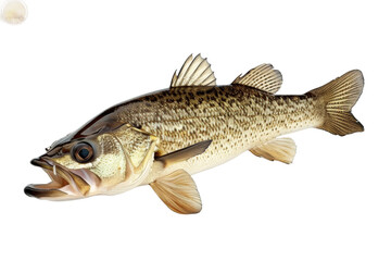Freshly caught cod fish with a sleek body and healthy sheen isolated on transparent background