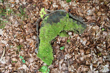 Foglie secche radici e rametti spezzati con muschio puntaspilli leucobryum glaucum