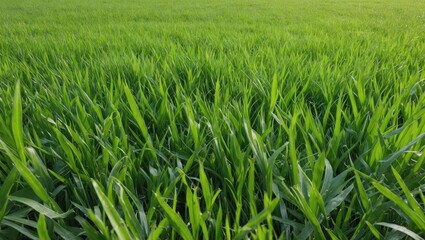 Fototapeta premium Lush green rice field with vibrant rice plants growing in neat rows under natural daylight Copy Space