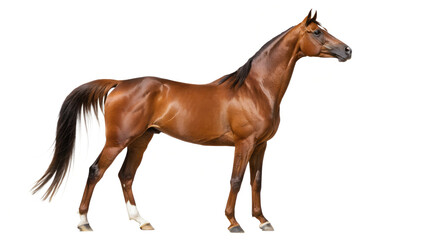 Obraz premium Arabian Horse. 