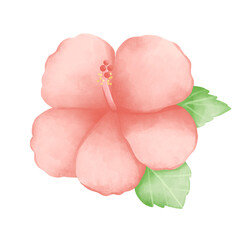 Pink Hibiscus flowers 