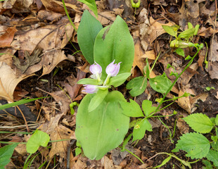 Galearis spectabilis - known as Showy Orchid or Showy Orchis - Native North American Woodland Wildflower