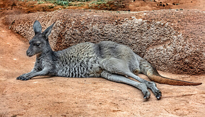 Eastern grey kangaroo on the ground. Latin name - Macropus giganteus  © Mikhail Blajenov