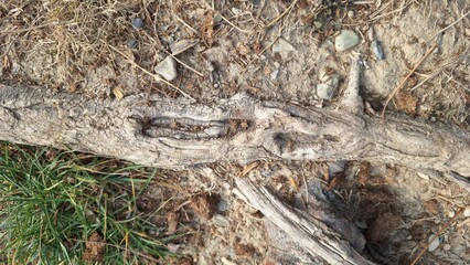 Tree roots sticking out of the soil