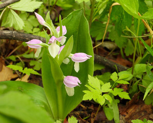 Galearis spectabilis - known as Showy Orchid or Showy Orchis - Native North American Woodland Wildflower