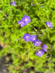Obraz premium Purple flowers blooming in spring
