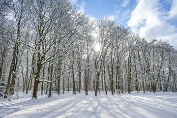 Winter, Schnee, Park, Großer Tiergarten, Tiergarten, Mitte, Berlin, Deutschland