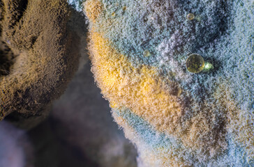 Macro photography of a colorful mold colony that looks like a landscape from an alien planet.