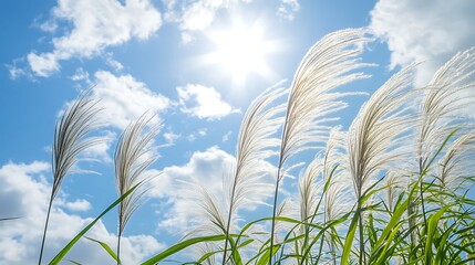 Pampas Grass Swaying Gently Under a Sunny Sky