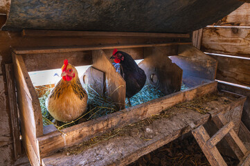 Chickens sitting on a nest of fresh hay, in a rustic wooden coop.