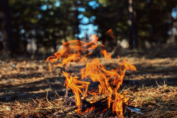 Blazing campfire brightens quiet forest clearing. Warm lighting evokes comfort, presenting a cinematic tone. Outdoors, fire, serenity.