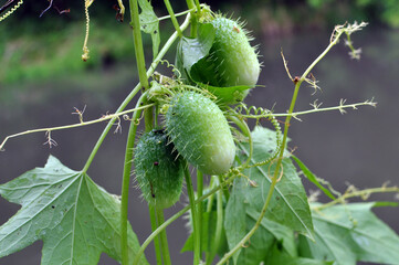 In the wild echinocystis lobata grows
